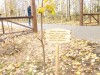 В г. Емве прошла акция "Дерево дружбы"