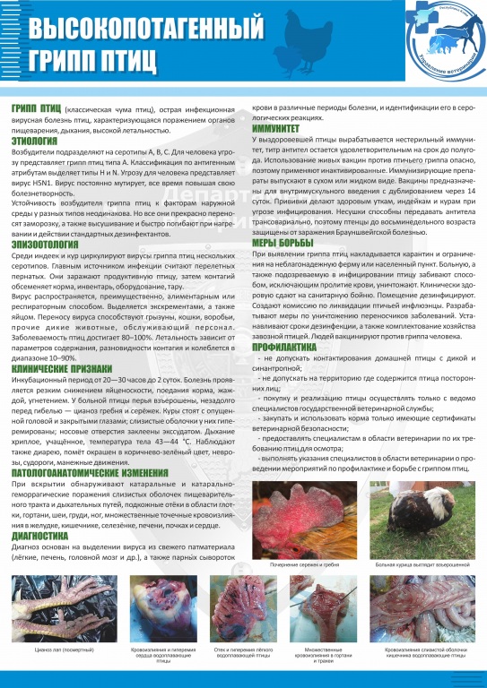 Pamyatka-Vysokopotagennyi_gripp_ptiz.jpg Pamyatka-Vysokopotagennyi_gripp_ptiz.jpg